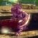 (DLC Pigsys Perfekter Partner) Vierlinge!