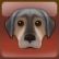 Hundetraining